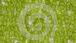 Green leaf stoma cells science background