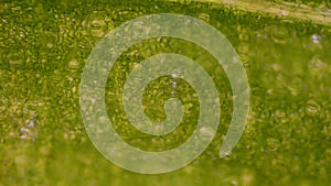Green leaf stoma cells science background