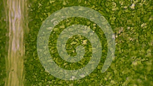 Green leaf stoma cells science background