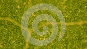 Green leaf stoma cells science background