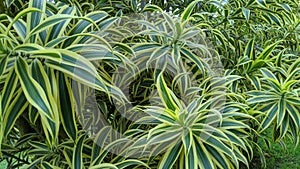 Green leaf strip yellow