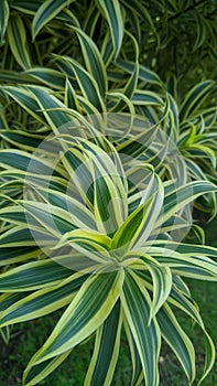 Green leaf strip yellow II