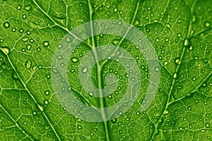 Green leaf structure