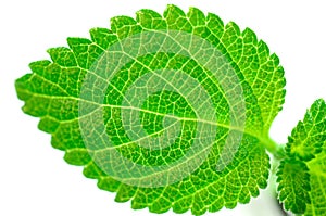 Green leaf structure