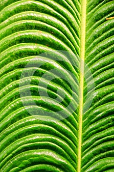 Green leaf structure