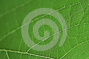 Green leaf structure macro