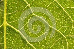 Green leaf structure vein lamina macro closeup