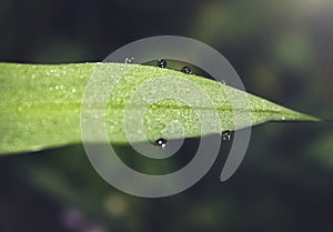 Green Leaf Summer Dew Raindrop Concept