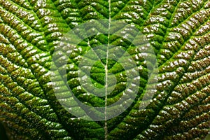 green leaf in the sun macro view