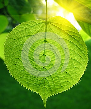 Green leaf and sunlight