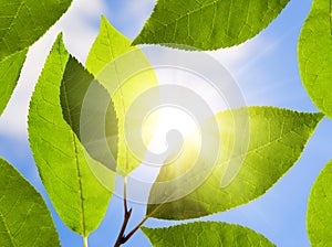 Green leaf in a sunny day