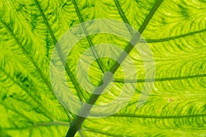 Green Leaf Surface background, close up details texture