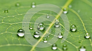 The leaf has visible veins creating a natural pattern across its