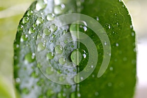 Green leaf surface texture with water drops. Nature floral background. Organic botanical beauty macro closeup