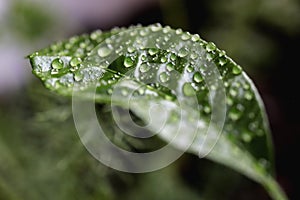 Green leaf surface texture with water drops. Nature floral background. Organic botanical beauty macro closeup