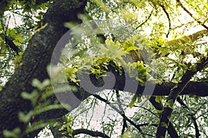 Green leaf tamarind during the rainy season.