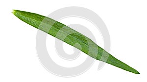 green leaf of tarragon (estragon) isolated