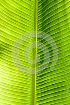 Green leaf texture