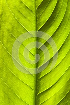 Green leaf texture