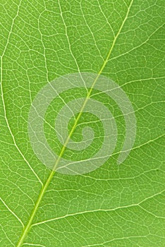 Green leaf texture