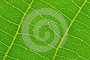 Green leaf texture