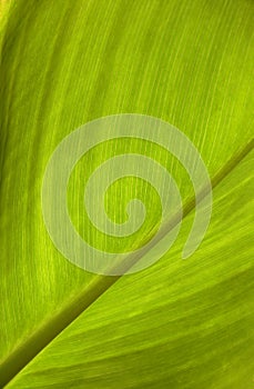 Green leaf texture