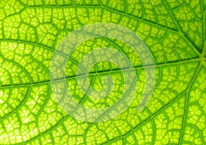 Green leaf texture