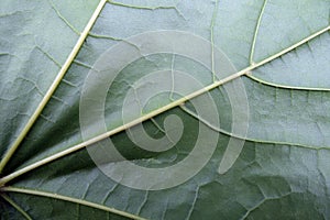 Green leaf texture.