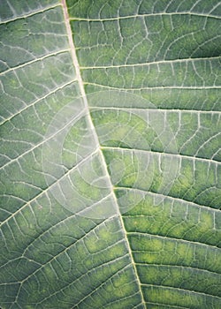 Green leaf texture