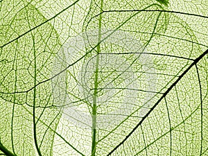 Green leaf texture