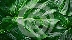 Green Leaf Texture: Abstract Tropical Nature Background