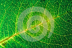 Green leaf texture background