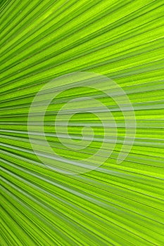 Green leaf texture for background