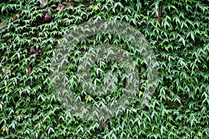 green leaf texture background