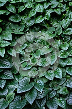 green leaf texture background