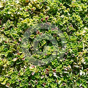 green leaf texture background