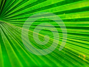 Green Leaf Texture background with light behind