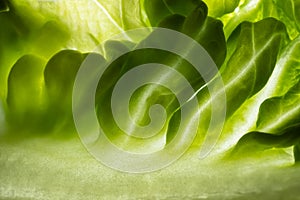 Green leaf, texture or background. Macro.