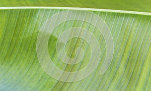 Green leaf texture background, torpical nature concept photo