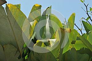 Green leaf texture background, tropical leave foliage are shaped like tiny spikes, leaves in tropical forest