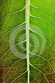 Green leaf texture in backlight