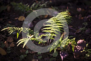 Green leaf texture Beautyful ferns leaves green foliage natural floral fern background in sunlight