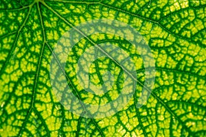 Green leaf texture. Close up