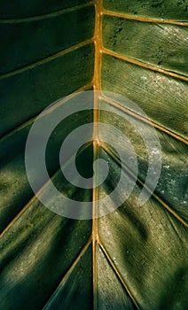 Green leaf texture close up