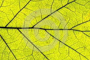 Green leaf texture, close-up