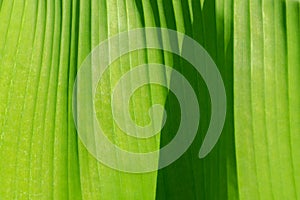 Green leaf texture, close-up. macro photo. leaf veins
