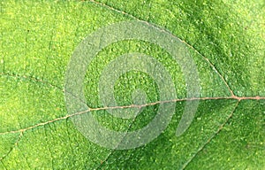 Green leaf texture detail background