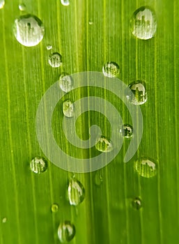 Green leaf texture with drops of rain water