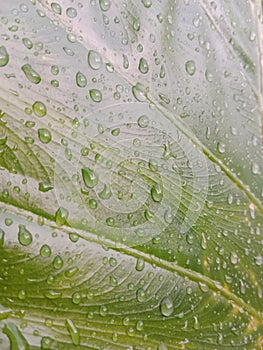 Green leaf texture and leaf fiber, Wallpaper with green leaf details,water