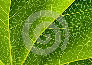 Green leaf texture
